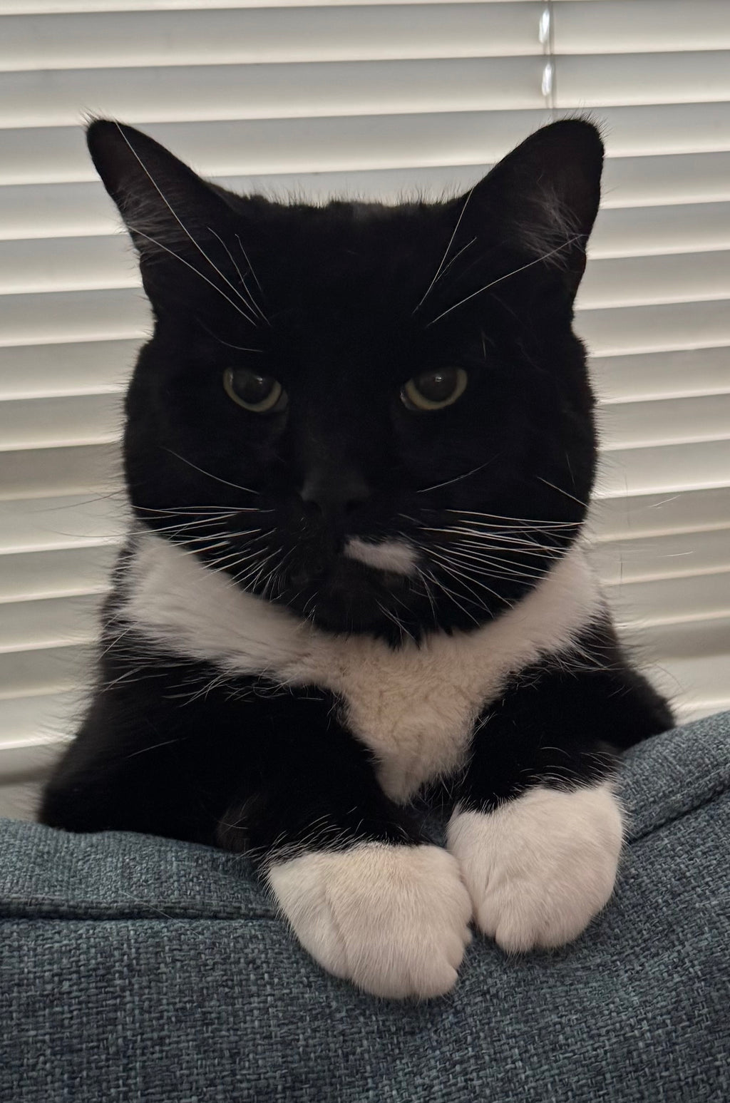 Sid the Cat: 1-2-3 Go Fetch!