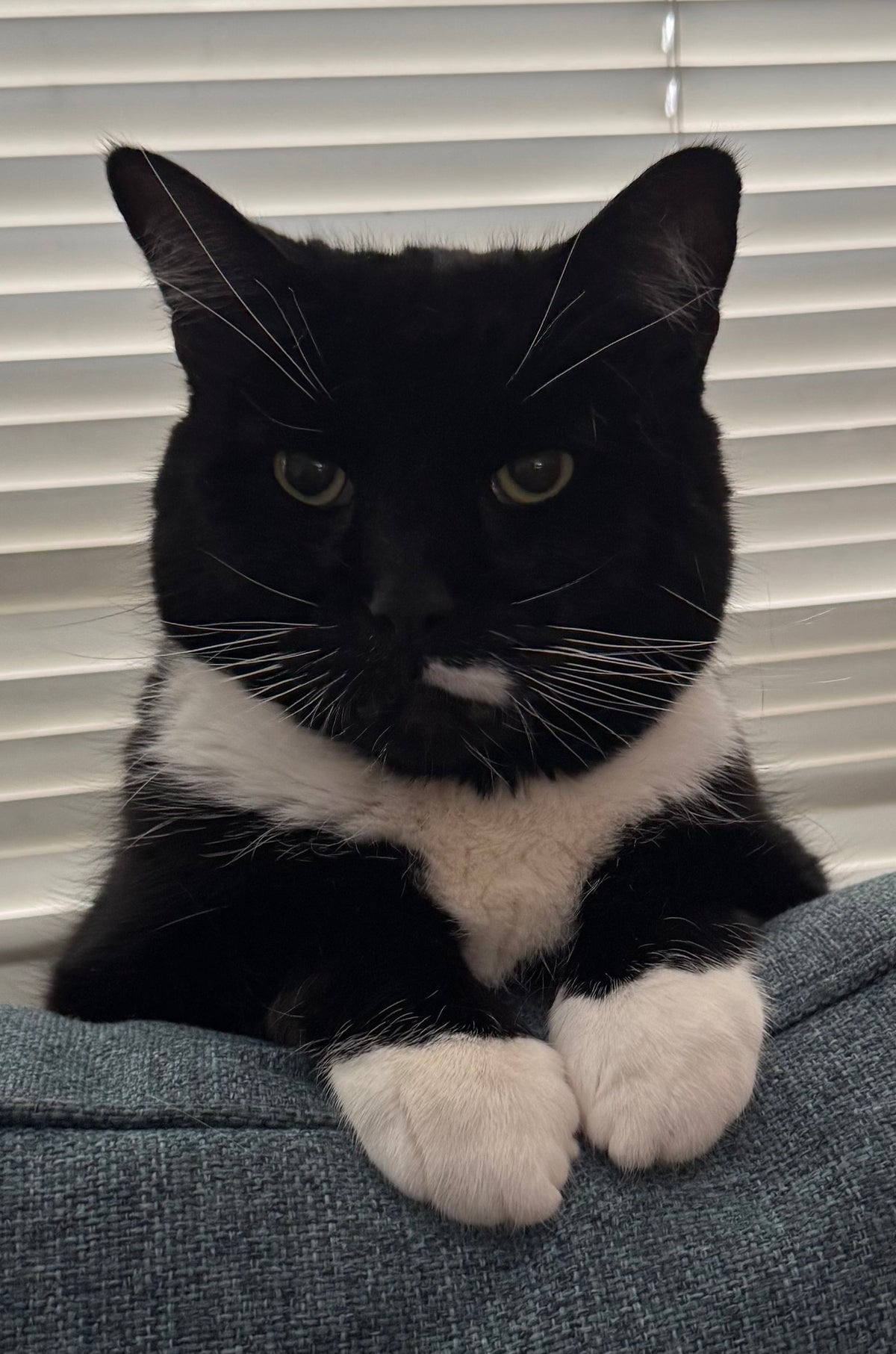 Sid the Cat: 1-2-3 Go Fetch!