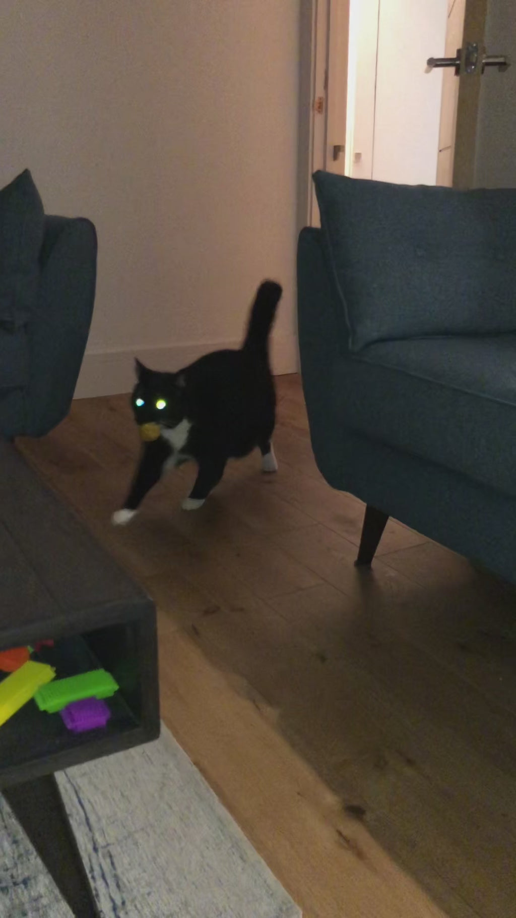 Sid the Cat, 1-2-3 Go Fetch!
